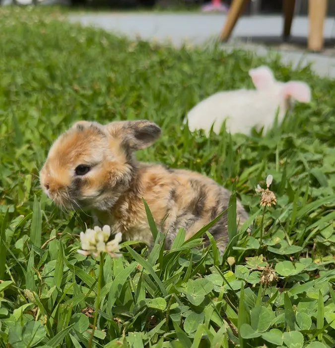 Aura Rose Rabbitry Picture 7