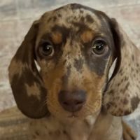 Small Door Veterinary - Park Slope ico