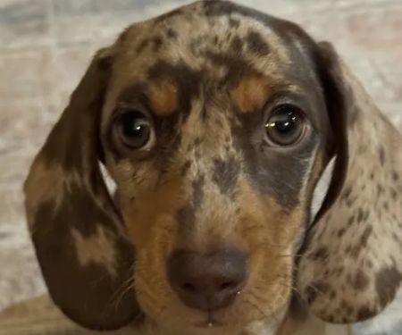 Small Door Veterinary - Park Slope