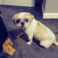 Petco ico