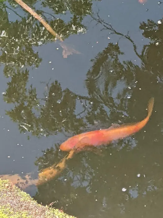 River Roads Ponds & Koi Picture 5