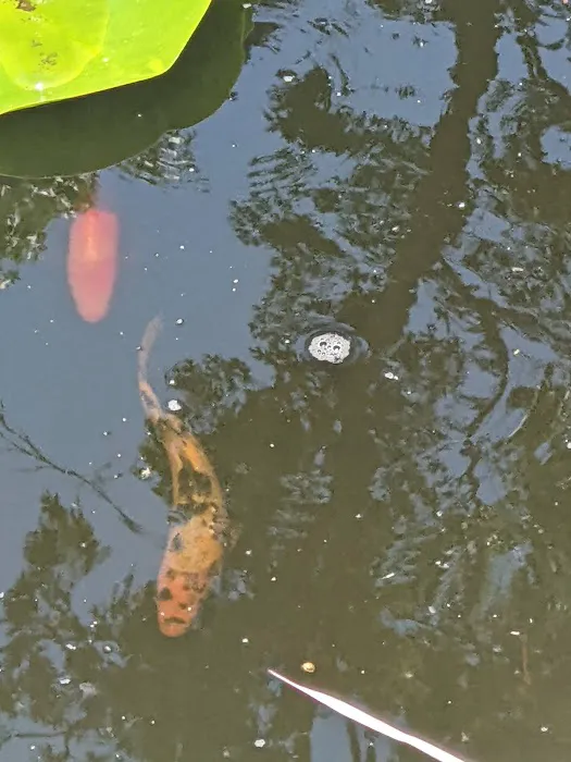 River Roads Ponds & Koi Picture 3