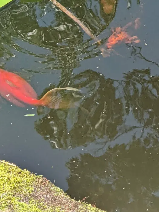 River Roads Ponds & Koi Picture 4