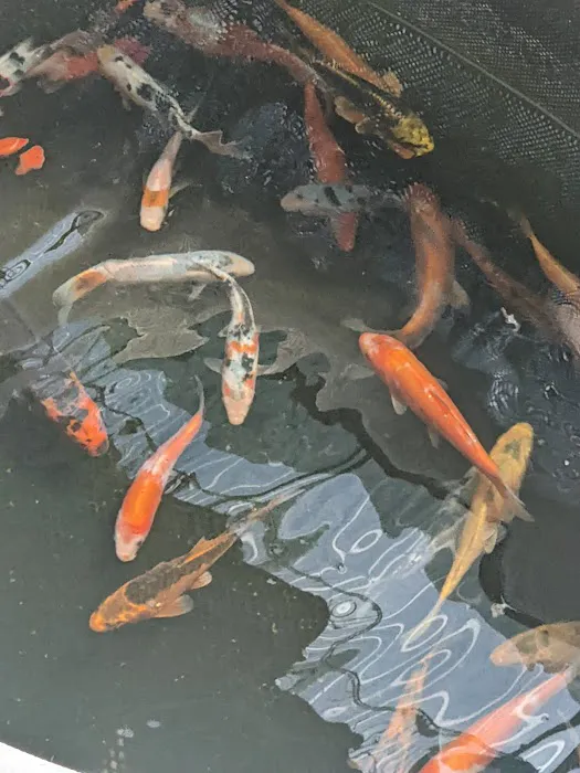 River Roads Ponds & Koi Picture 1