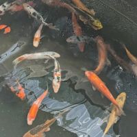 River Roads Ponds & Koi ico