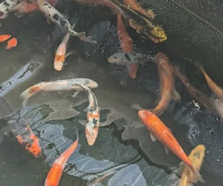 River Roads Ponds & Koi