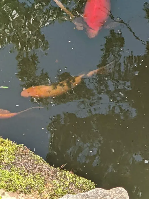 River Roads Ponds & Koi Picture 7