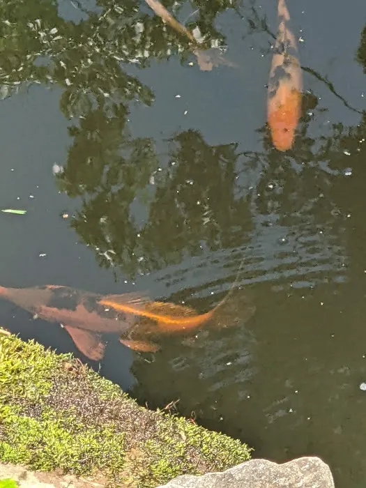 River Roads Ponds & Koi Picture 6