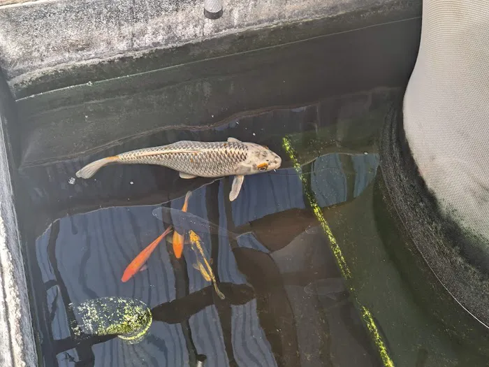 River Roads Ponds & Koi Picture 2