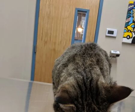 Greenwood Veterinary Care