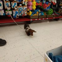 Petco ico