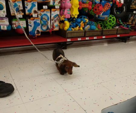 Petco