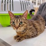 Park Slope Veterinary Center