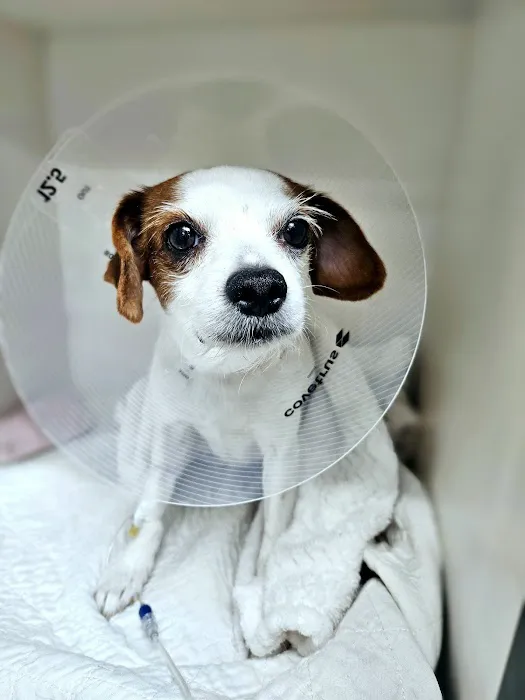 Park Slope Veterinary Center Picture 6