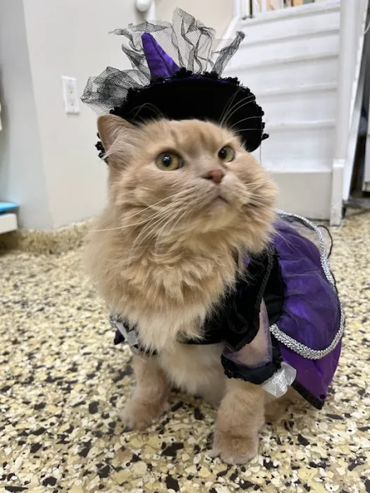 Park Slope Veterinary Center Picture 10