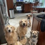 Westhampton Pet