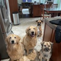 Westhampton Pet ico