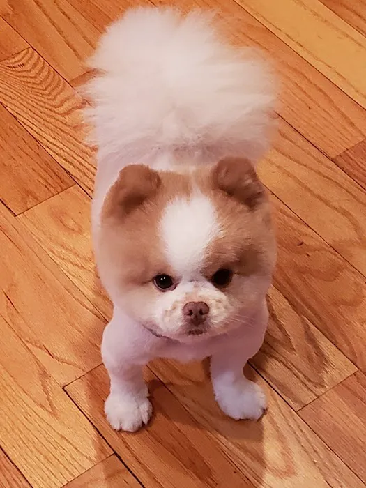 Westhampton Pet Picture 7