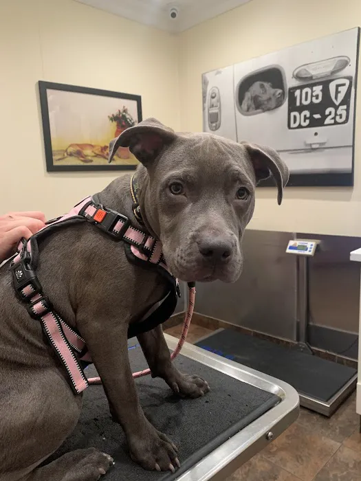 Brooklyn Veterinary Group Picture 1