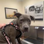Brooklyn Veterinary Group