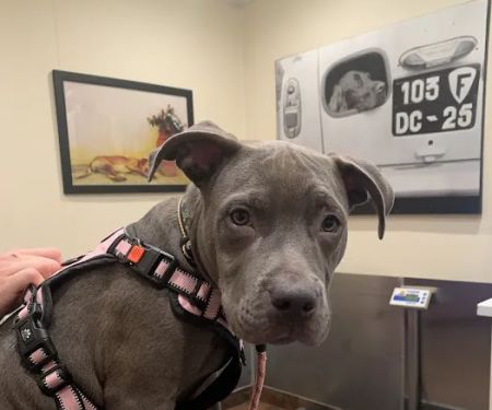 Brooklyn Veterinary Group