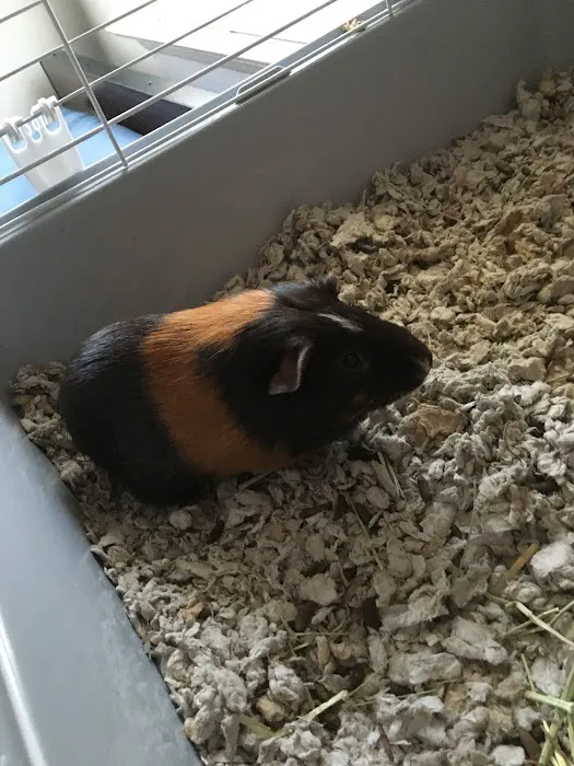 Petco Picture 6