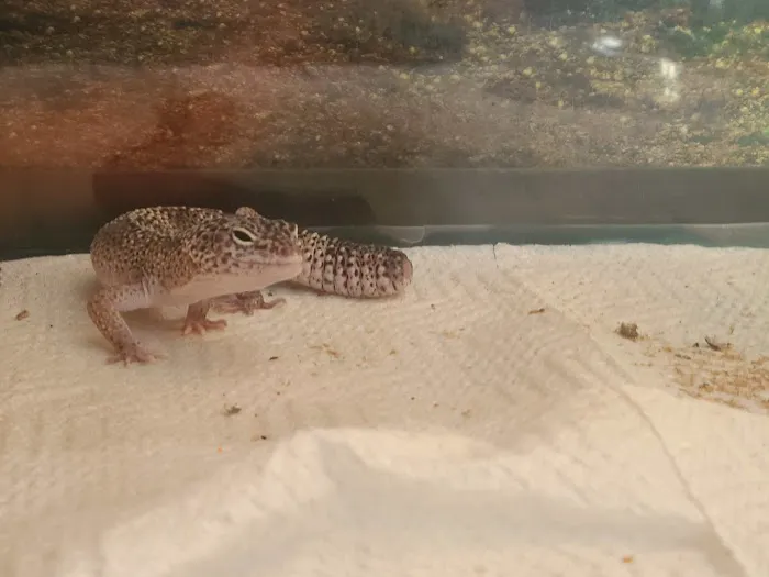 JHA Reptiles Picture 6