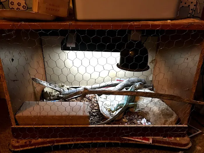 JHA Reptiles Picture 4