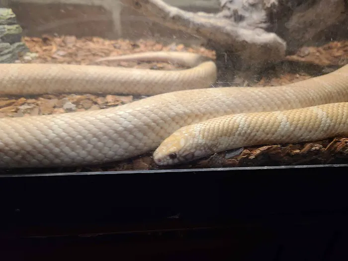 JHA Reptiles Picture 1