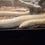 JHA Reptiles