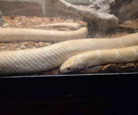 JHA Reptiles