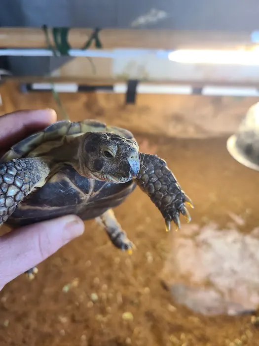 JHA Reptiles Picture 3