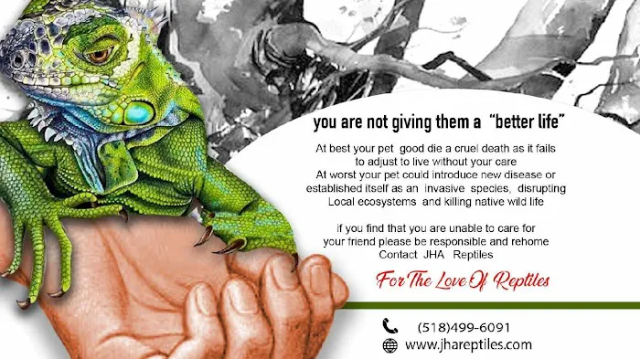 JHA Reptiles Picture 7