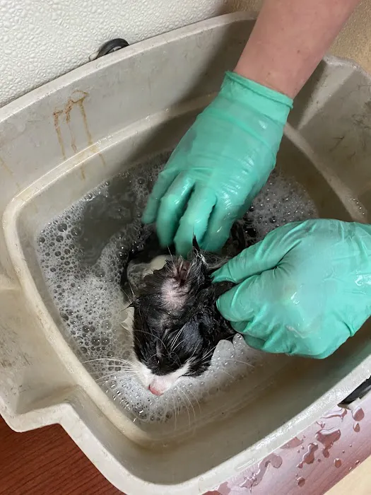 St Francis Animal Hospital Picture 3