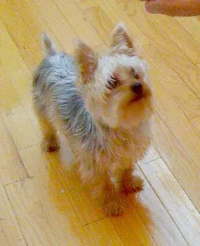 St Francis Animal Hospital Picture 1
