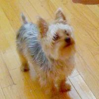 St Francis Animal Hospital ico