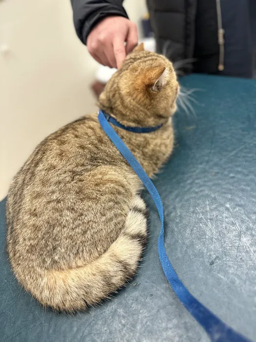 St Francis Animal Hospital Picture 8