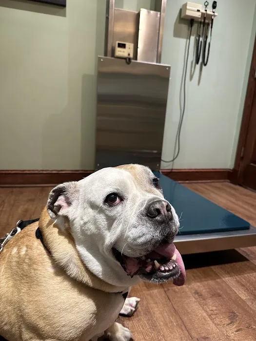 Park Slope Veterinary Care Picture 4