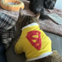 Park Slope Veterinary Care ico
