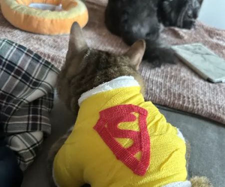 Park Slope Veterinary Care