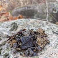 Nason's Naturals All Natural Pet Treats ico