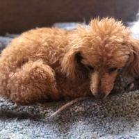 Brooklyn Roots Veterinary Hospital ico