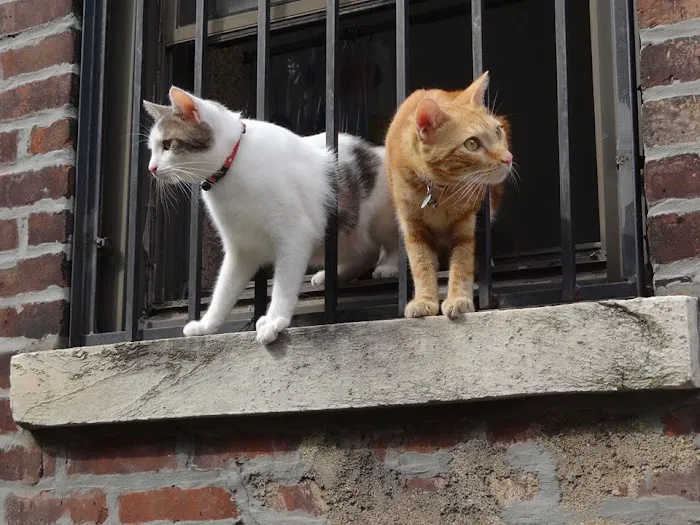 Brooklyn Roots Veterinary Hospital Picture 9