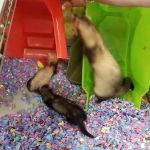 Petco