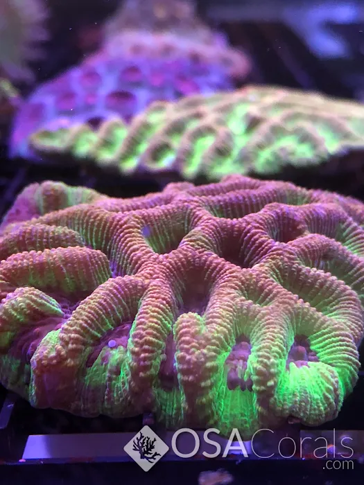 OSA Aquarium Superstore & Services -Coventry RI Picture 9
