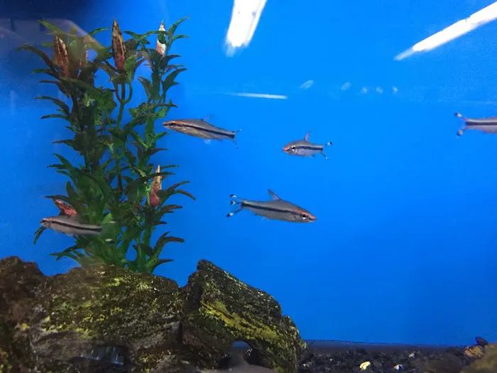 A’s Aquatics & Pet Store Picture 5