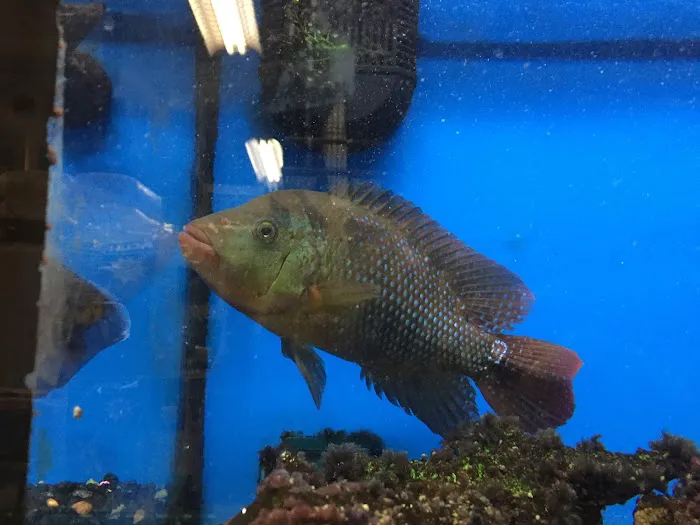 A’s Aquatics & Pet Store Picture 1