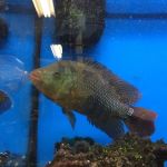 A’s Aquatics & Pet Store