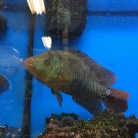 A’s Aquatics & Pet Store ico