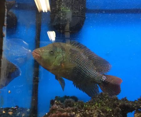 Au2019s Aquatics & Pet Store